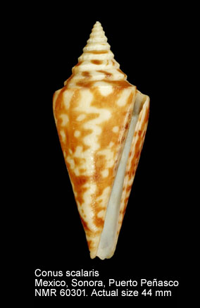 Conus scalaris.jpg - Conus scalarisValenciennes,1832